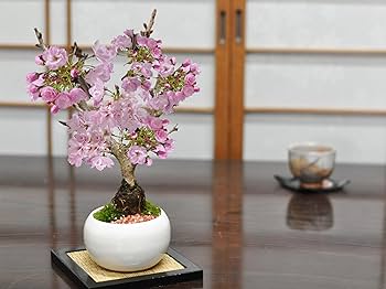 Amazon | 盆栽妙 桜盆栽白玉鉢 4号 桜 さくら サクラ 花